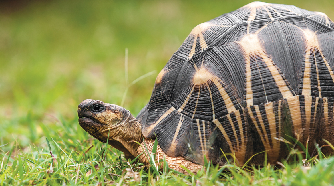 Réserve François Leguat: Welcome to Tortoise Land – Mozaik