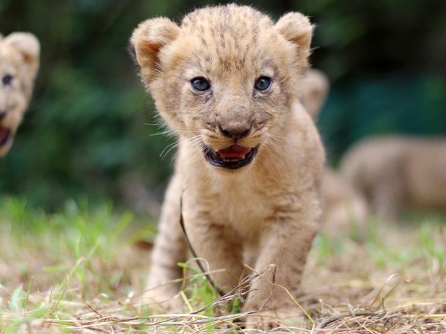 Safari Adventures : Dans les pas des lions